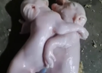 A Fault in Creation: The Mystery of Mutated Creatures