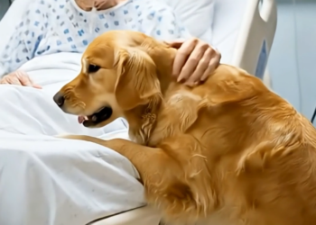 Golden Retriever Breaks Through Security, Causes Chaos at Hospital to Save Owner Arthur’s Life.
