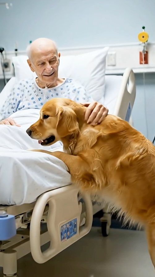 Golden Retriever Breaks Through Security, Causes Chaos at Hospital to Save Owner Arthur’s Life.