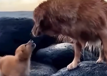 A Puppy Falls into a Raging Wave and a Miraculous Rescue