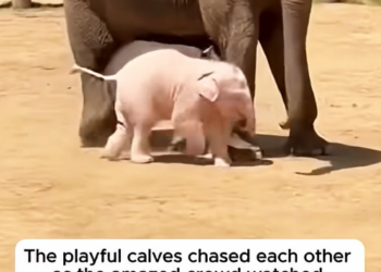 Astonishing: Mother elephant gives birth to twins of different colors.