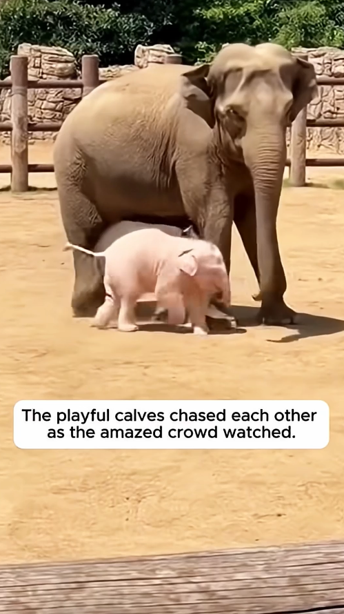 Astonishing: Mother elephant gives birth to twins of different colors.