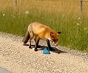 Rescuing a Mother Fox Trapped in a Bottle and Receiving an Unexpected Gift of Gratitude