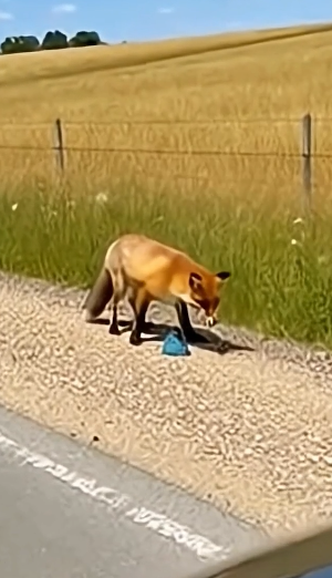 Rescuing a Mother Fox Trapped in a Bottle and Receiving an Unexpected Gift of Gratitude