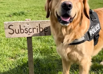 The Golden Retriever plunged into the flames to save the horse.