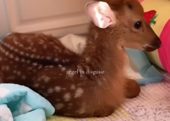 Rescuing and reviving an abandoned fawn.