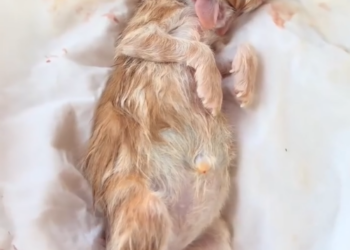 Two Bodies, One Unwavering Heart