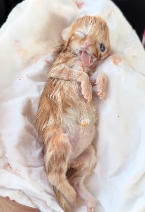 Two Bodies, One Unwavering Heart