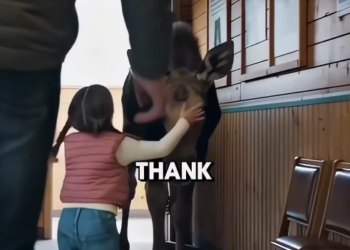 Reindeer Saved After Traffic Accident