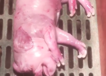 Strange Creature in the Pigsty