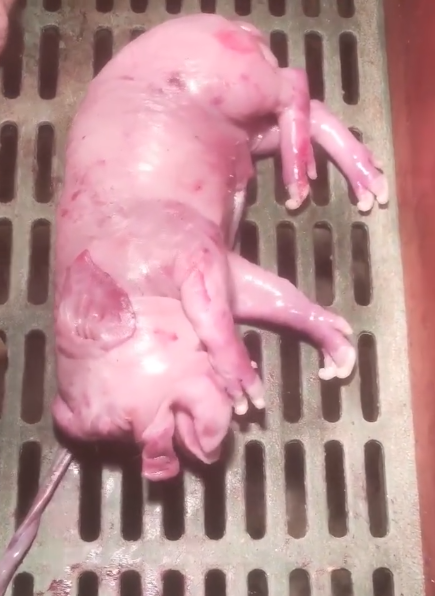 Strange Creature in the Pigsty