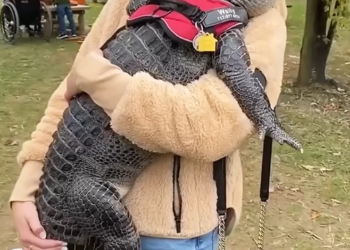 Family Saves Tiny Crocodile