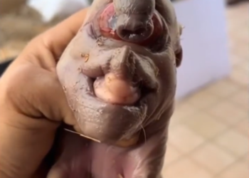 THE PIG HAD THE FACE OF CRUELTY