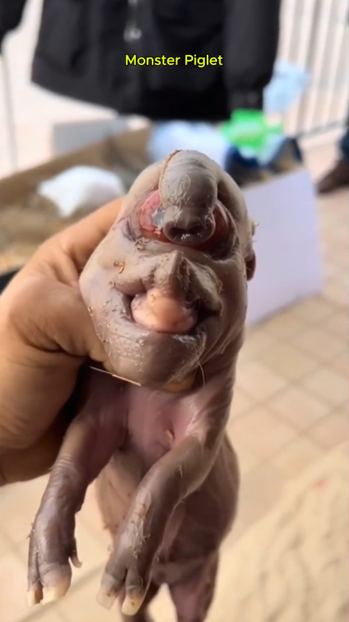 THE PIG HAD THE FACE OF CRUELTY