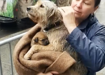 A Miracle for a Mother and Her Stray Dog