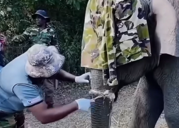 A breathtaking major surgery saved a necrotic elephant trunk.
