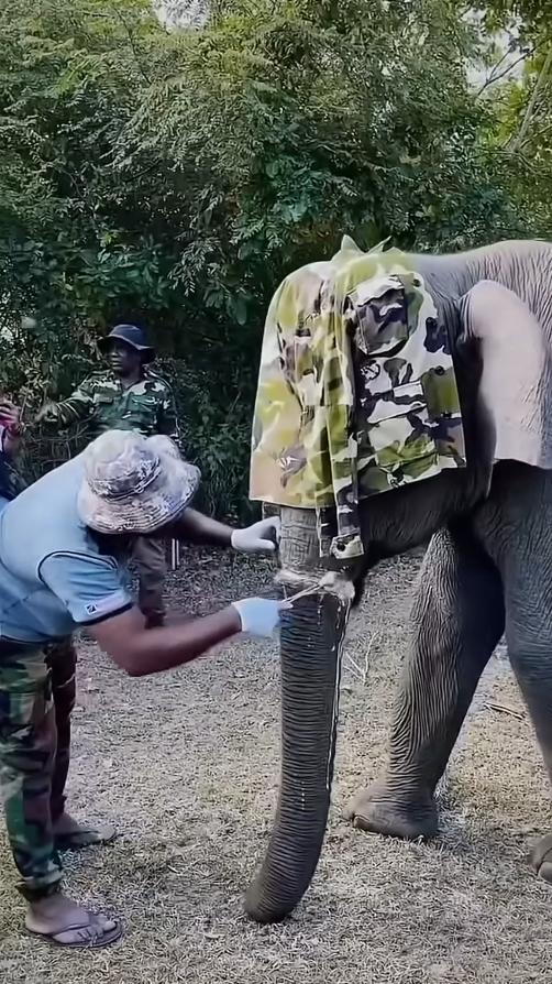 A breathtaking major surgery saved a necrotic elephant trunk.