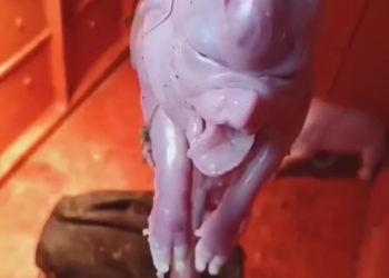 A horrifying pig with the appearance of a “monster” with an elephant’s trunk.