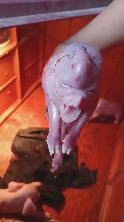 A horrifying pig with the appearance of a “monster” with an elephant’s trunk.