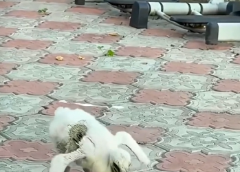 Rescued Baby Stork Returns to Say Thank You