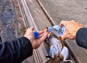 Heartwarming Rescue: Cyclist Saves Heat-Stricken Chipmunk in Touching Video