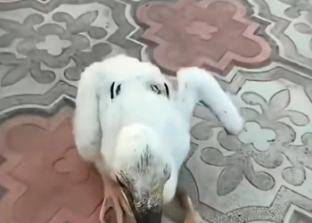 Miraculous Sighting: Kind Family Saves Orphaned Baby White Stork