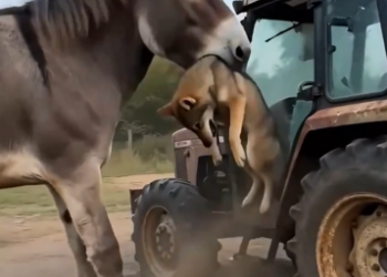Farm Chaos: Donkey Fights Off Wolf in Shocking Video