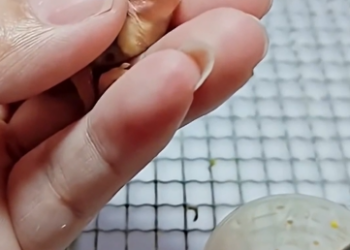 Heartwarming Rescue: Saving a Newborn Bird From a Soft Egg