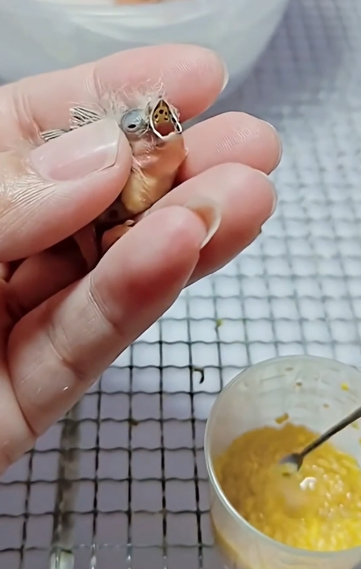 Heartwarming Rescue: Saving a Newborn Bird From a Soft Egg