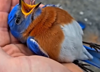 A Miraculous Friendship: The Heartwarming Rescue of a Bluebird by the Roadside
