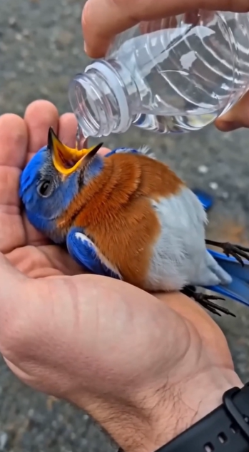 A Miraculous Friendship: The Heartwarming Rescue of a Bluebird by the Roadside