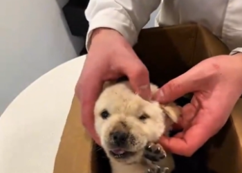 A Miraculous Revival: The Heartwarming Story of a Rescued Puppy Finding Joy and Life Again