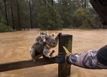 Timely Intervention: A Heartwarming Rescue of a Koala Mother and Joey Amidst Rising Floodwaters