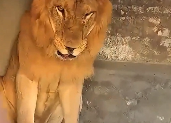Playing Russian Roulette with a Lion’s Jaws