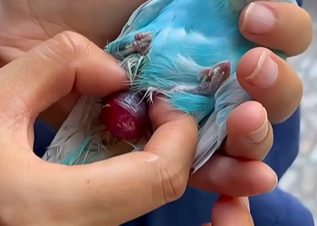 Saving an Egg-Bound Mother Parrot and the Miracle Hatchling