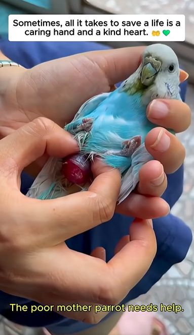 Saving an Egg-Bound Mother Parrot and the Miracle Hatchling