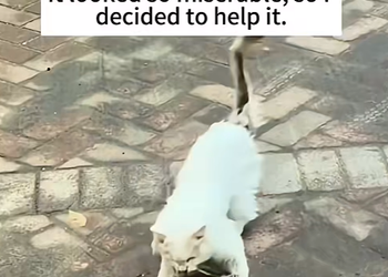 Rescuing a Paralyzed Stray Cat Dragging Itself Across the Courtyard