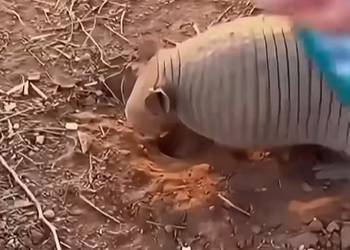 Rescuing a Heat-Stricken Armadillo in the Scorching Desert