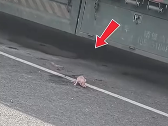 Rescuing a Piglet Fallen Beneath Truck Wheels
