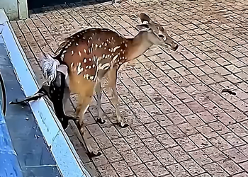 The Abandoned Fawn and the Miraculous Rescue