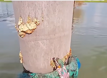 Rescuing a Drowning Macaw Trapped Under a Bridge Piling