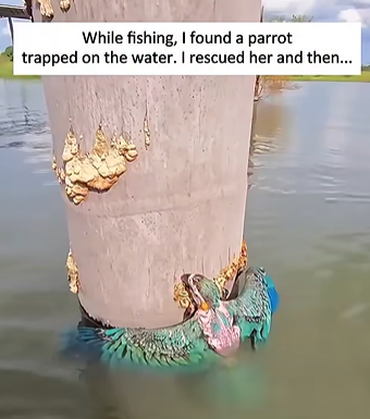 Rescuing a Drowning Macaw Trapped Under a Bridge Piling