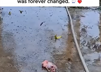 Rescuing an Abandoned Baby Monkey in the Pouring Rain