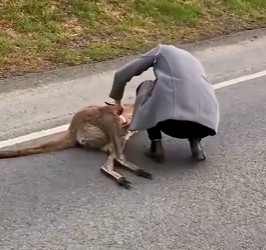 Mother Hit by Car, Newborn Joey Rescued Alive