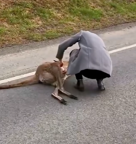 Mother Hit by Car, Newborn Joey Rescued Alive