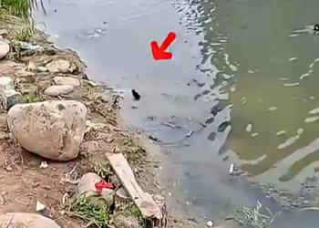 Rescuing a Baby Bird Caught on a Fishing Hook