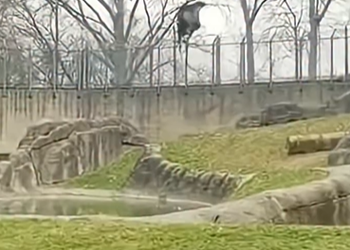 Baby Bird Falls into Gorilla Enclosure