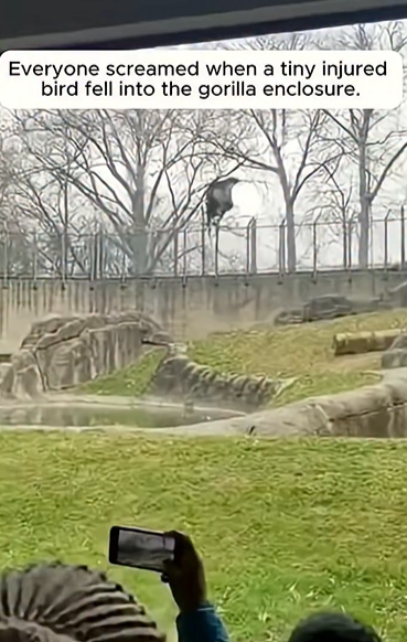 Baby Bird Falls into Gorilla Enclosure