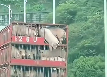 Pig Falls from Highway Truck and Its Miraculous Rebirth